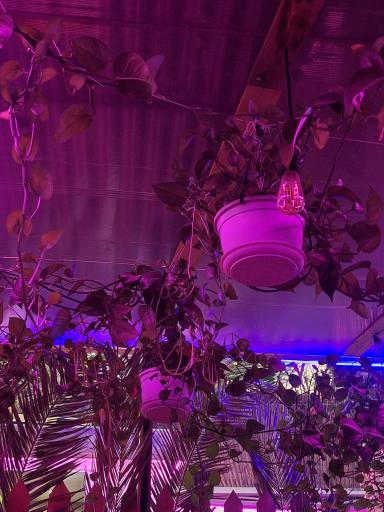 عکس کافه بنفش