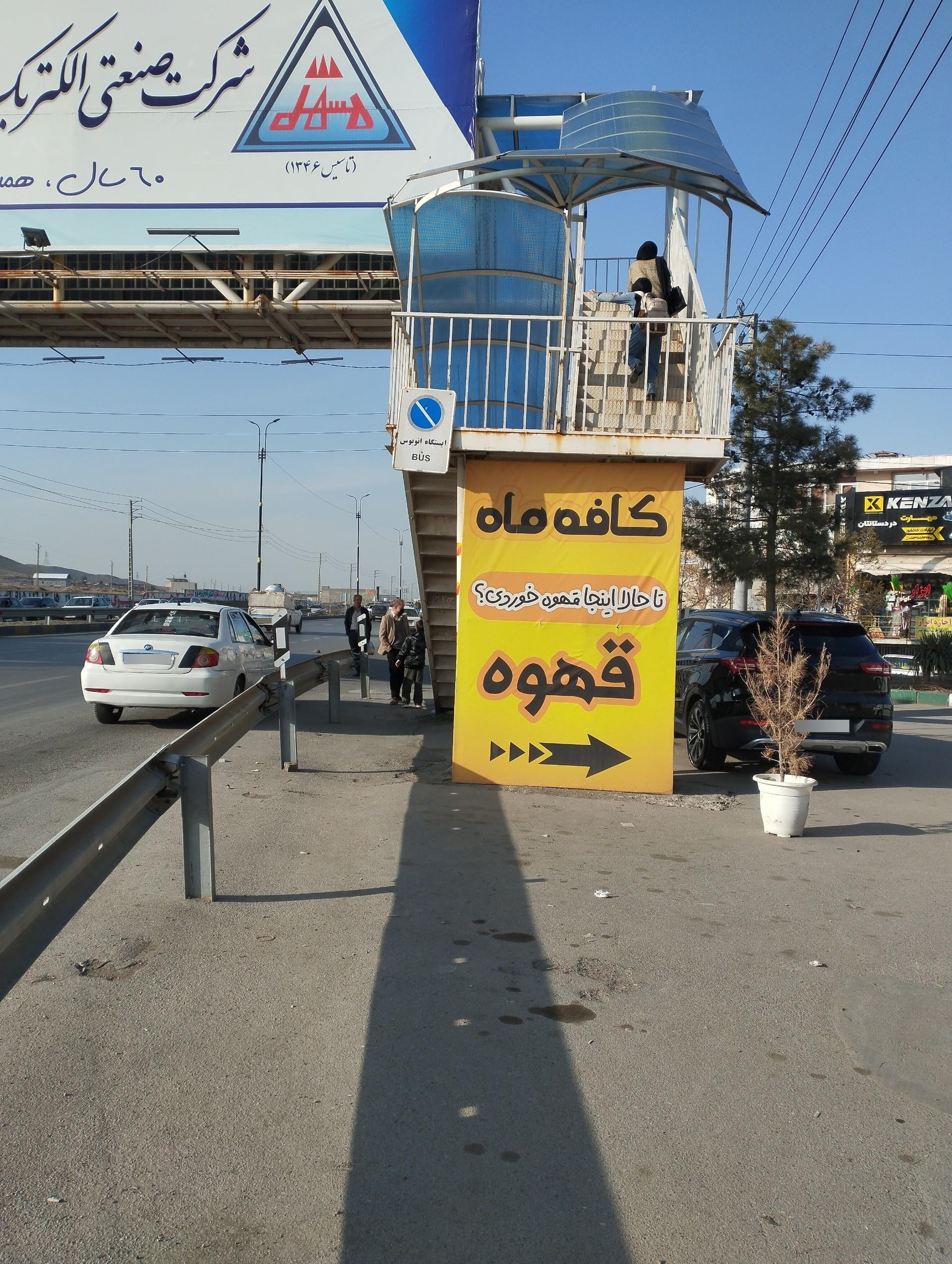 عکس درخت بید