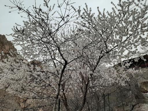 عکس گذر ولی