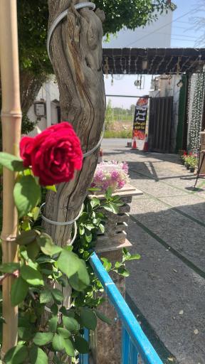 عکس باغچه رستوران ایرانی