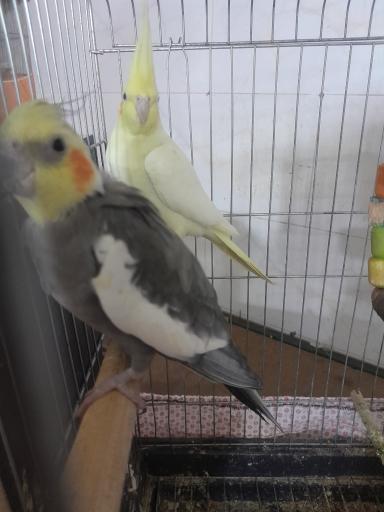 عکس پرنده فروشی عسل تیتو 