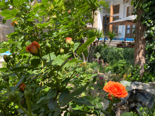 عکس هتل پاسارگاد