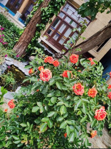 عکس هتل پاسارگاد