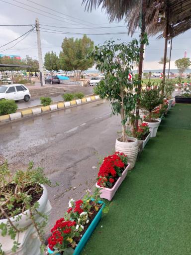 عکس قهوه اکسیر