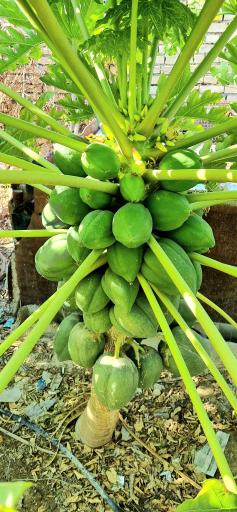 عکس چرام