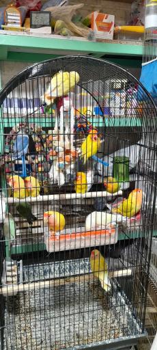 عکس پرنده فروشی بهنام 