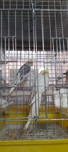 پرنده فروشی بهنام 