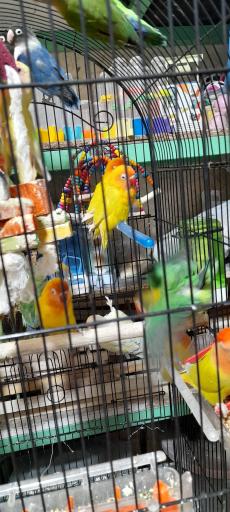 عکس پت شاپ و پرنده سرای هلنا بانو