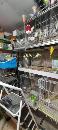 پرنده فروشی بهنام 