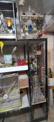 پرنده فروشی بهنام 