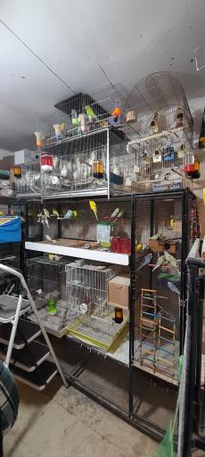 پرنده فروشی بهنام 