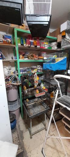 عکس پرنده فروشی بهنام 