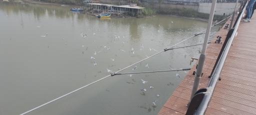 عکس پل کوچولو