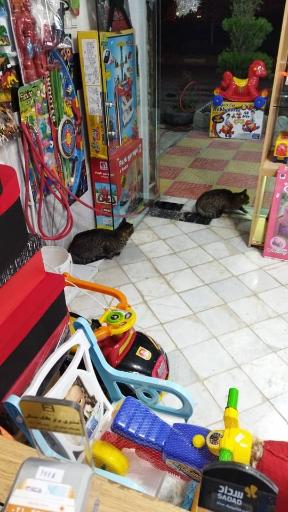 فروشگاه اسباب بازی شایان