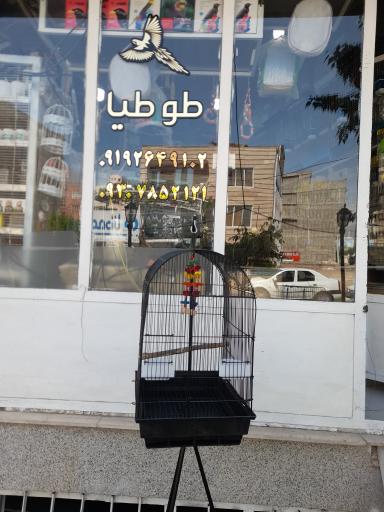 پت شاپ طوطیاهشتگرد