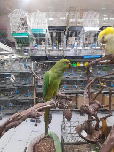 پت شاپ طوطیاهشتگرد