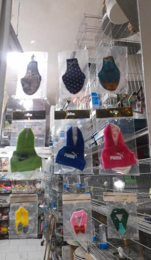 پت شاپ طوطیاهشتگرد