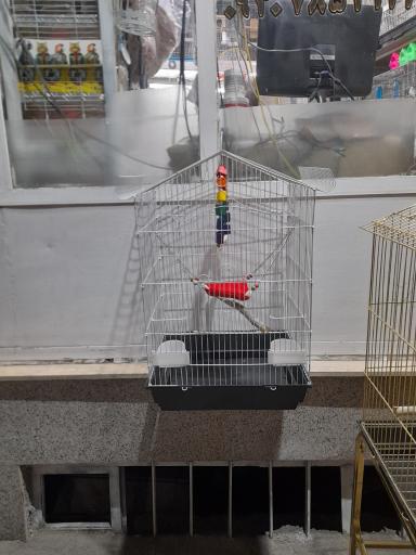 عکس پت شاپ طوطیاهشتگرد