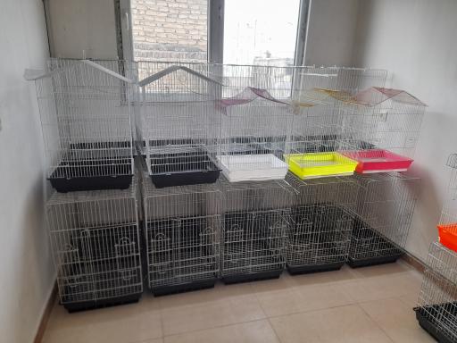 عکس پت شاپ طوطیاهشتگرد