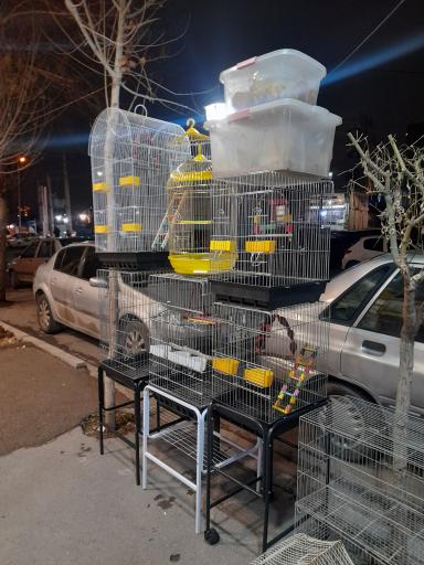 عکس پت شاپ طوطیاهشتگرد