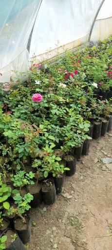 عکس باغ اندی 