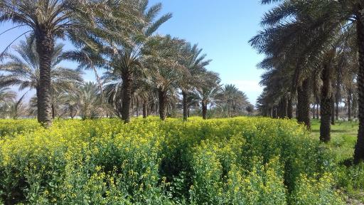 عکس جیرفت
