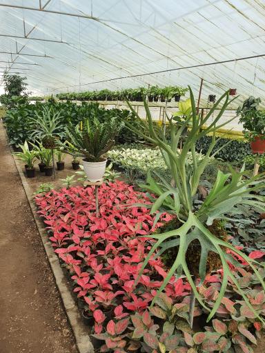 عکس گلکده یاس