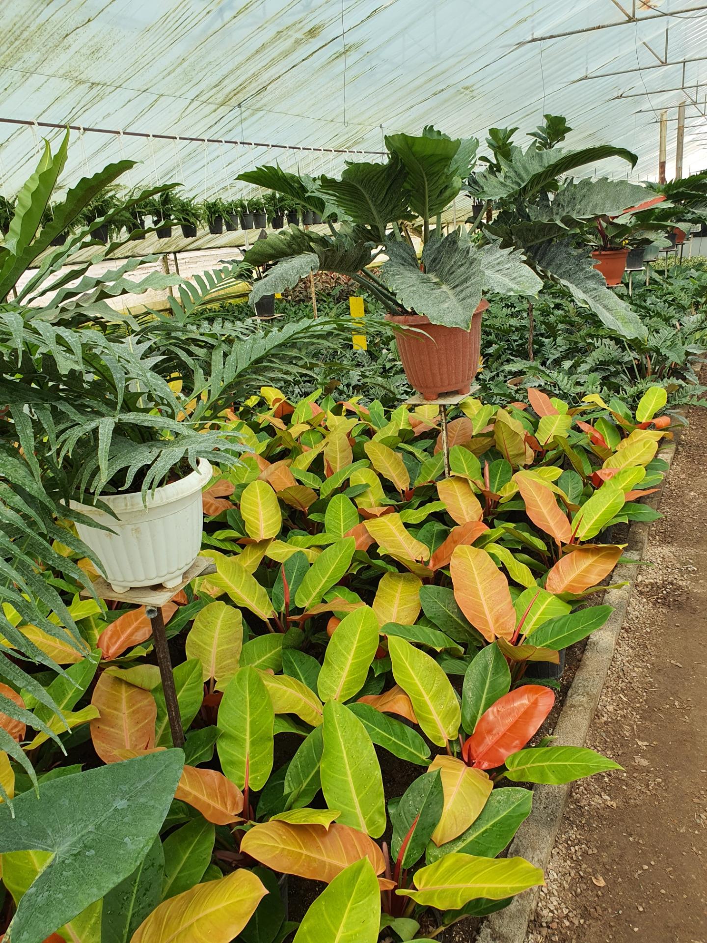 عکس گلکده یاس