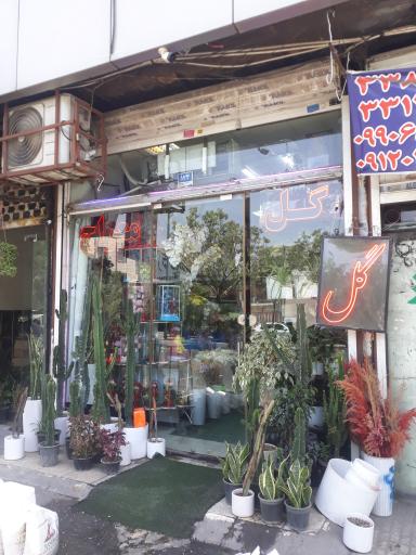 عکس گل معراج