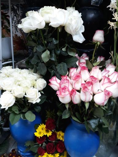 عکس گل معراج