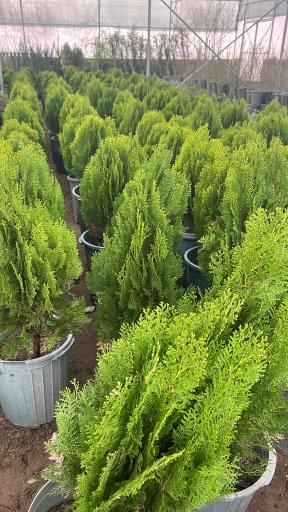 عکس نهالستان مهندس تقی زاده