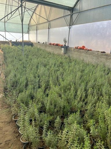 عکس نهالستان مهندس تقی زاده