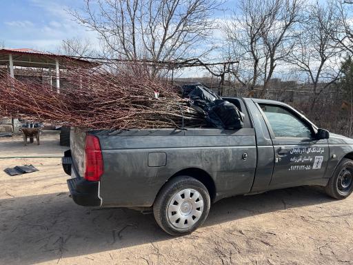 عکس نهالستان مهندس تقی زاده