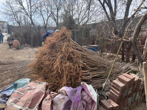 عکس نهالستان مهندس تقی زاده