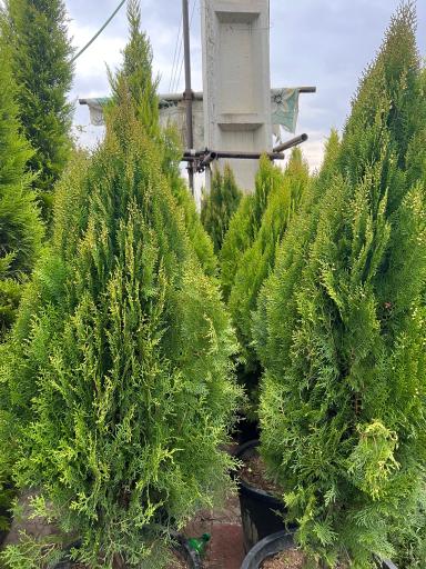 عکس نهالستان مهندس تقی زاده