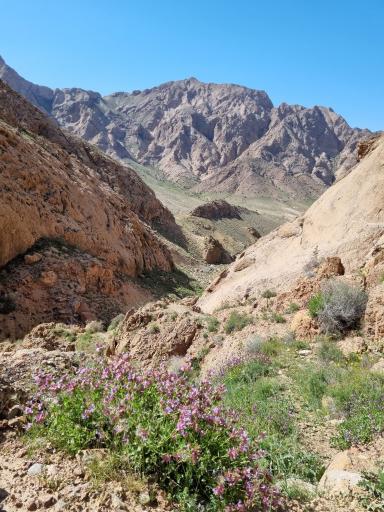 عکس غار جوجه