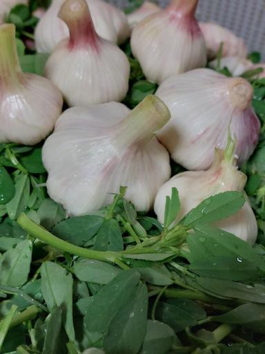 عکس سبزی مارکت ریواس 