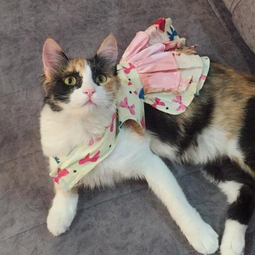 عکس کلینیک دامپزشکی و پت شاپ دکتر سنایی راد