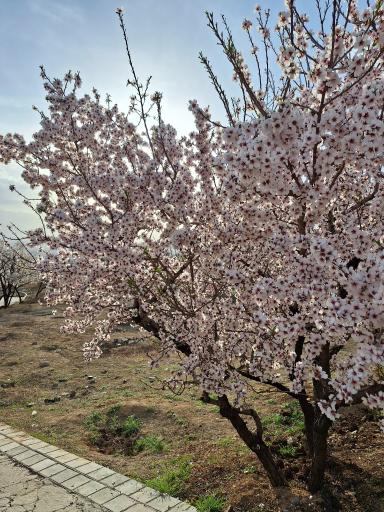 عکس آرامگاه میر رضی الدین آرتیمانی