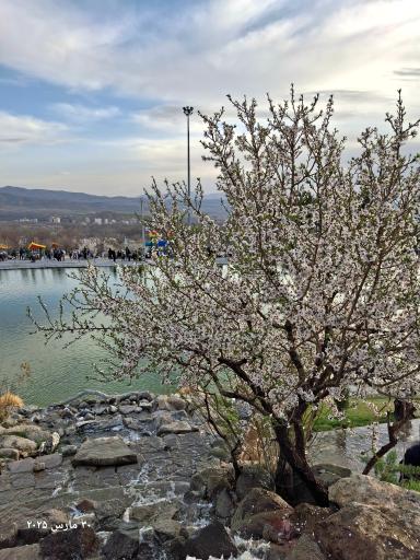 عکس آرامگاه میر رضی الدین آرتیمانی