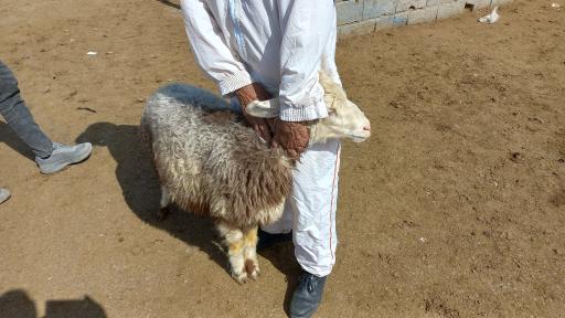 عکس مال بازاری قوچان