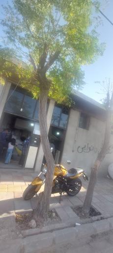 عکس ناتوانی تافتون مشهدی