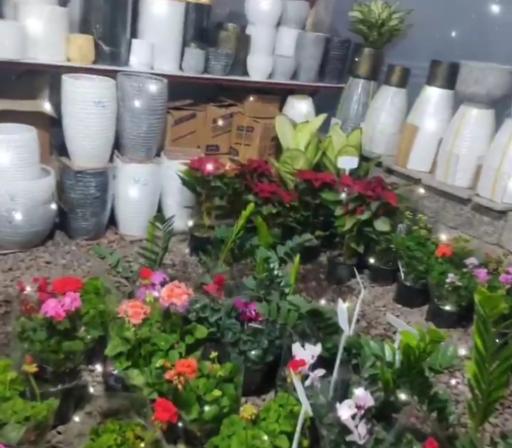 عکس گلخانه فاضلی 