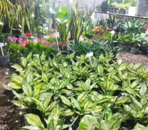 عکس گلخانه فاضلی 