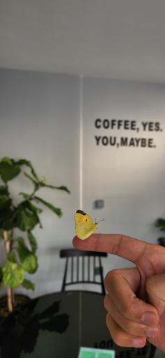 عکس کافه فیکا