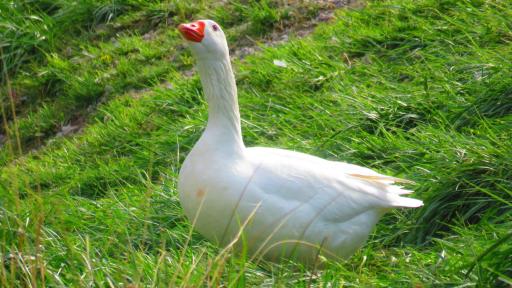 عکس دریاچه طاق بستان