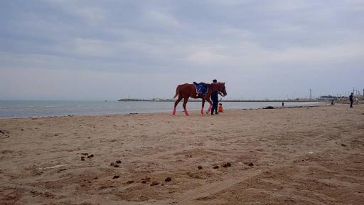 عکس ساحل بوشهر