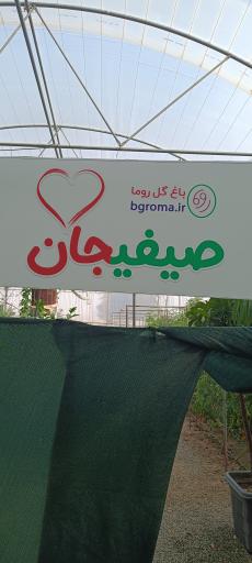 عکس باغ گل روما صیفیجان