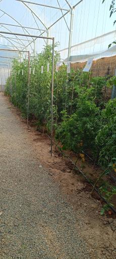 عکس باغ گل روما صیفیجان