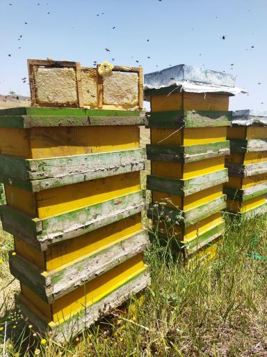 عکس عسل طبیعی میلاد